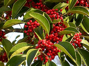 �s���}���ق̑O�̖؂̎�