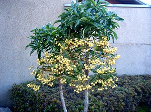 �܂��Ō�������