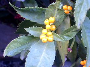 �܂��Ō�������