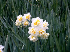 �y��ɍ炭����̉ԁi���ے��Łj