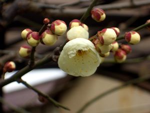 �������炫�n�߂��~�̉�