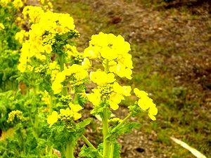 �����炫�n�߂��؂̉�