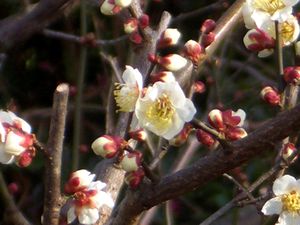 �~�̉Ԃ��炫�n�߂�