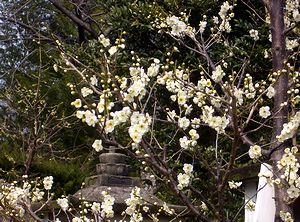 �~�����̔~�̉�