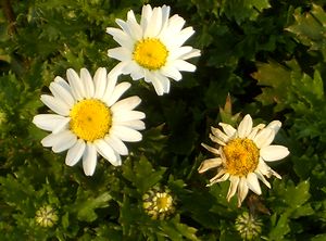 �܂��Ō�������