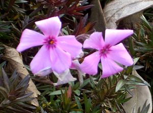 �܂��Ō�������