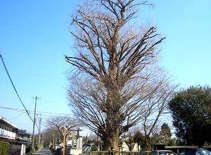 �����ƈ���Đ����猩���@�p���̃C�`���E�̖�