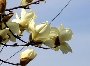 �͂��������̉�