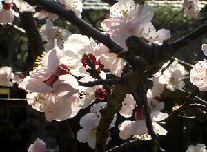 ���񂸂̉Ԃ��炫�܂����i�i�����񂸂Łj