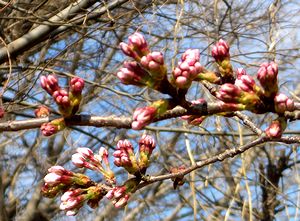 ���Ə����ŊJ�Ԃ�����i�L�c�N���j�b�N�Łj