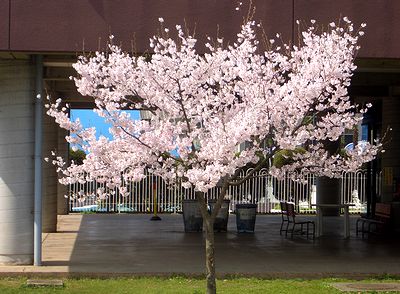 �X�|�[�c���C�Z���^�[�̖��J�̂�����