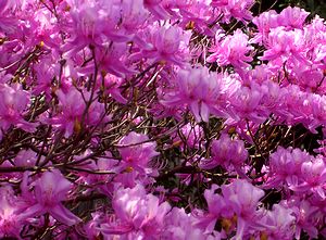 �c�c�W�̉�