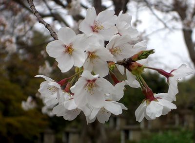 ���J�̍��i�~�����Łj