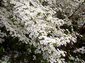 ���L���i�M�̉�