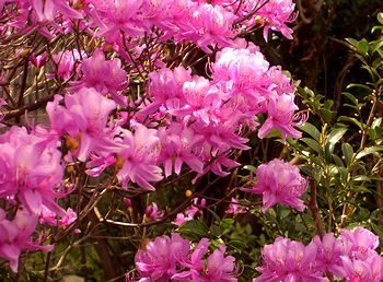 �c�c�W�̉�