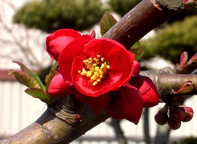 ����̒�ɍ炢���ڂ��̉�