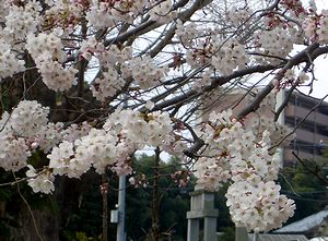 ���J�̍��i�L�c�N���j�b�N�Łj