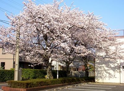 �L�c�N���j�b�N�̍��i�U���Ɏʂ��j