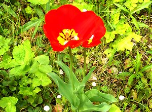 �󂫒n�ɍ炢���`���[���b�v�̉�