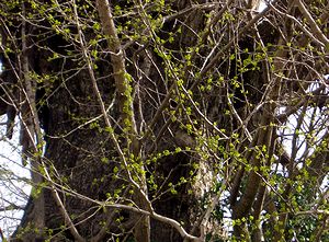 ���N���܂��A�V�΂��萁���Ă����C�`���E�̖�