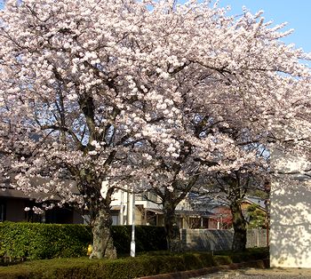 ���͗t���ł����E�E�E�i���J���̖L�c�N���j�b�N�̍��j