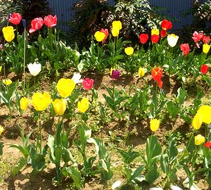 �܂��Ō������`���[���b�v�̉�