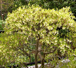 ��ɍ炭�h�E�_���c�c�W�̉�