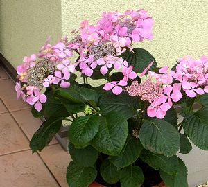 ���ւ̃K�N�A�W�T�C�̉�