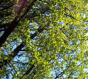 ���ɓ��ɐV�΂��������Ȃ�C�`���E�̖�(�@�p��)