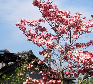 �����̉ƂŌ�����n�i�~�Y�L�̉�