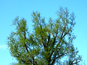 �V�΂̋G�߂��}�����C�`���E�̖؁i�@�p���j