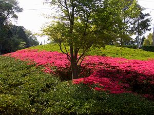 �}���فA���j�����قւ̓�����ɍ炭��