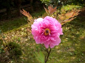 �܂��Ō�������