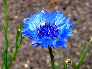 �܂��Ō�������