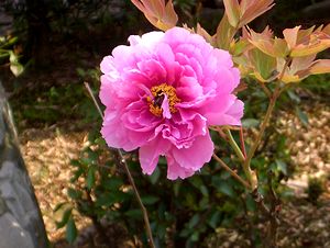 �܂��Ō�������