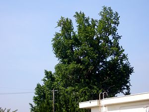 �V�΂̋G�߂��}�����C�`���E�̖؁i�@�p���j