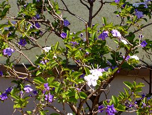 ���N���炢���W���X�~���̉ԁi����̒�Łj