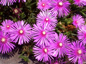 �܂��Ō�������