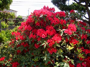 �܂��Ō������ԁi�֎x���Łj