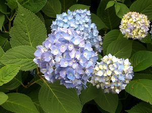 �����������炭�G�߂ɂȂ�܂���