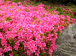 �֎x���ɍ炭�����̉�