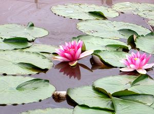 �͂��̉ԁi�֒��Ō����܂����j