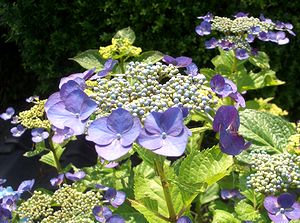 �܂��Ō������K�N�A�W�T�C�̉�