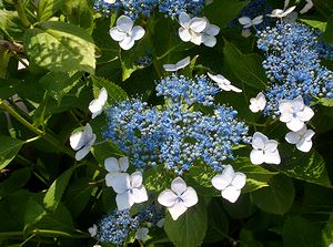 �K�N�A�W�T�C�̉�