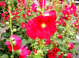 �܂��Ō�������