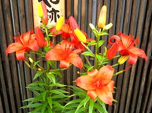 �܂��Ō����������̉�