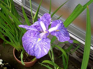 �����ꂪ�A�������J�L�c�o�^�H