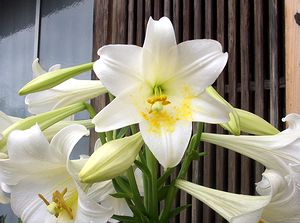 �����̉�