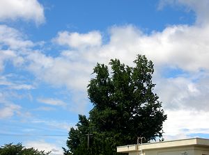 �v���Ԃ�̐���ԁi����A�����j