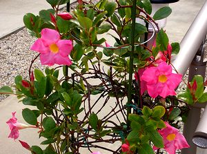 �܂��Ō�������